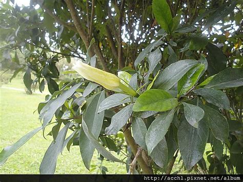 槴梔子花|梔子花｜亞泥生態園區官方網站植物生態－花蓮生態復